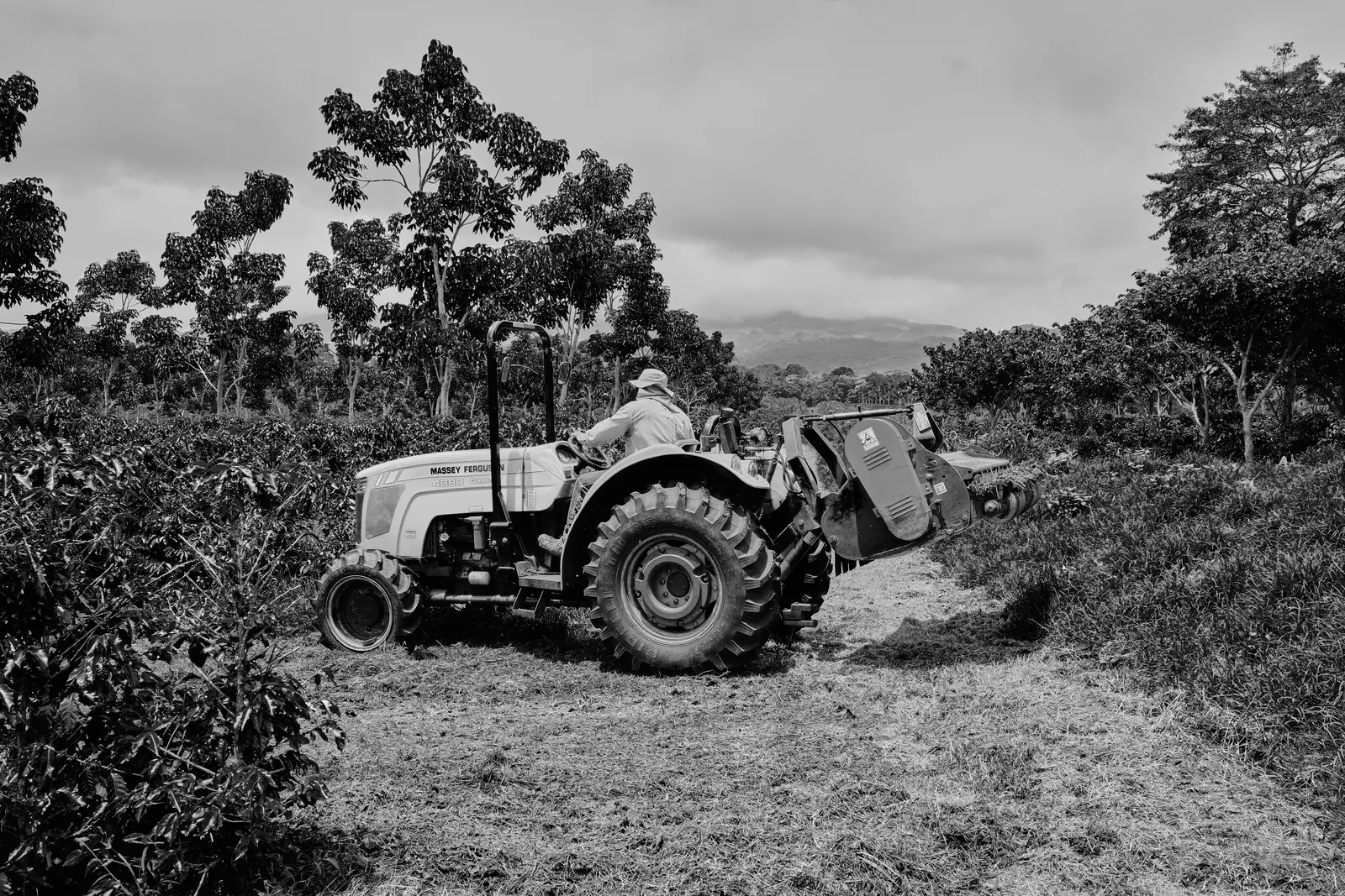 Coffee Republic — From Seed to Cup — frame 2