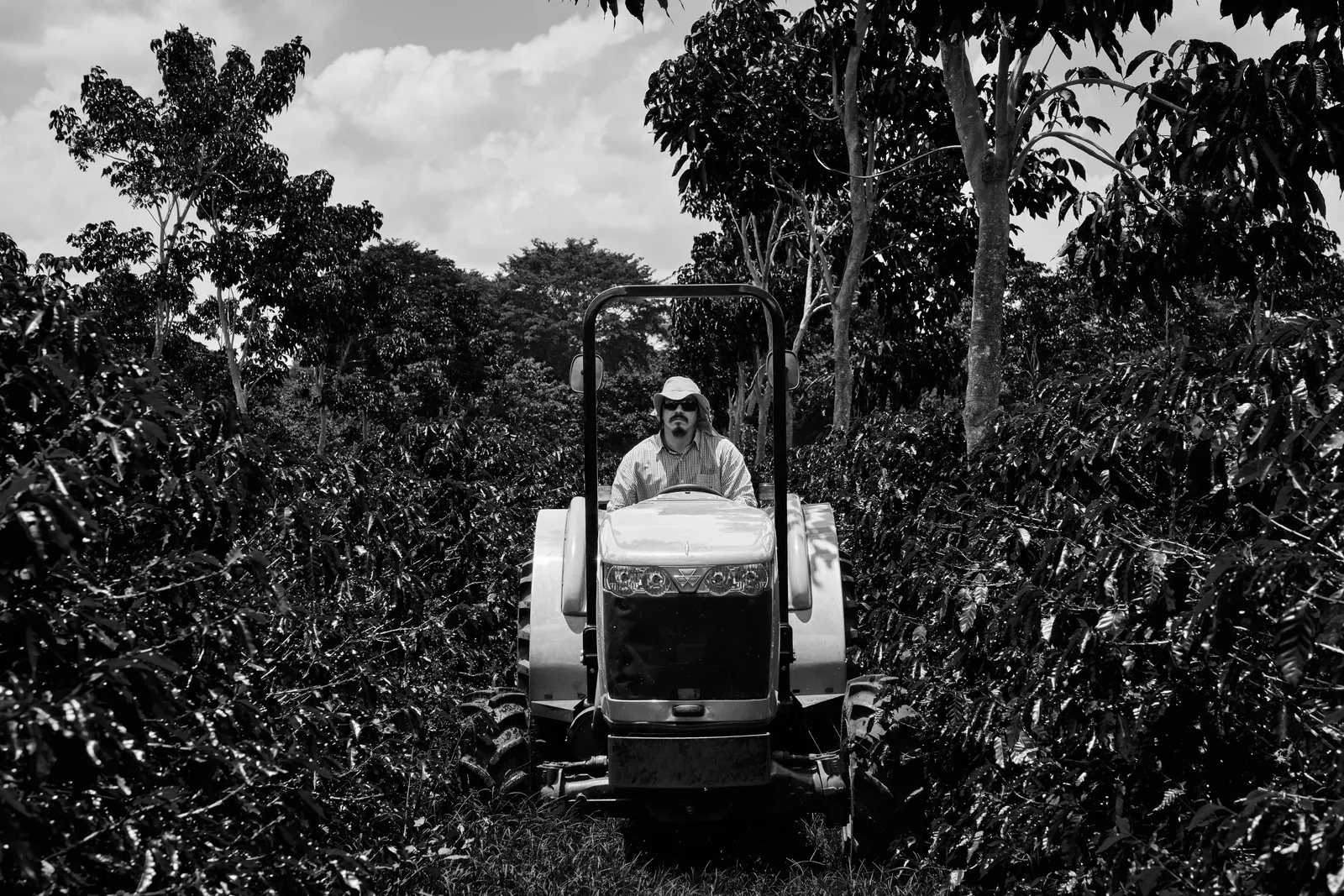 Coffee Republic — From Seed to Cup — frame 4