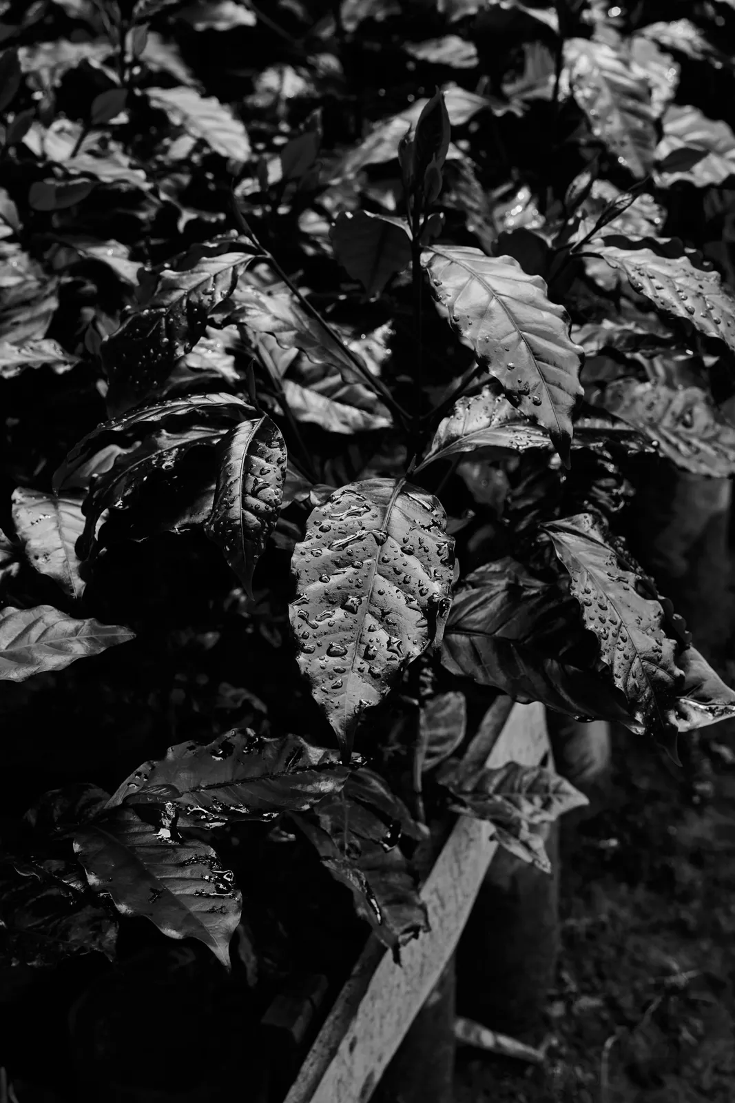 Coffee Republic — From Seed to Cup — frame 17