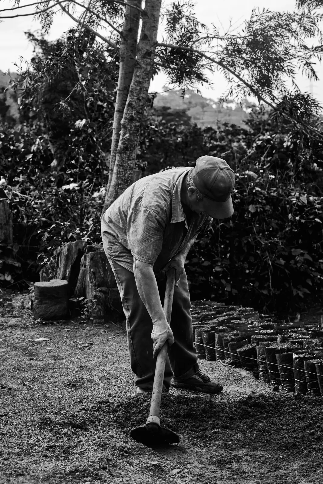 Coffee Republic — From Seed to Cup — frame 18