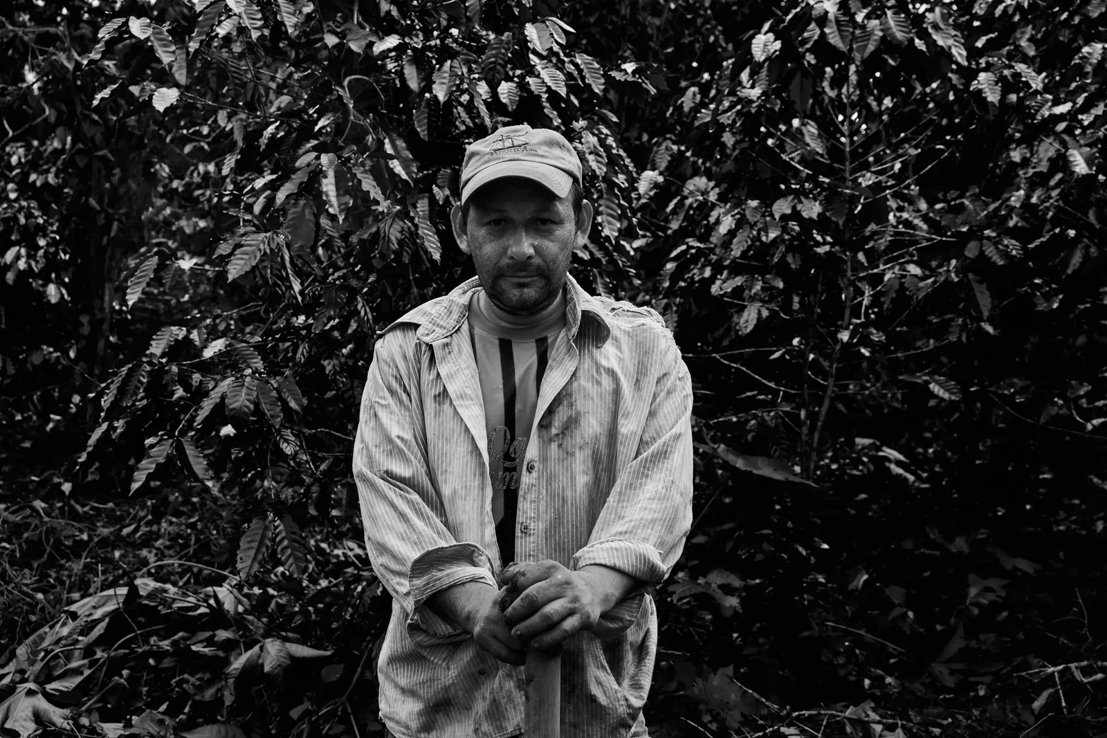 Coffee Republic — From Seed to Cup — frame 23