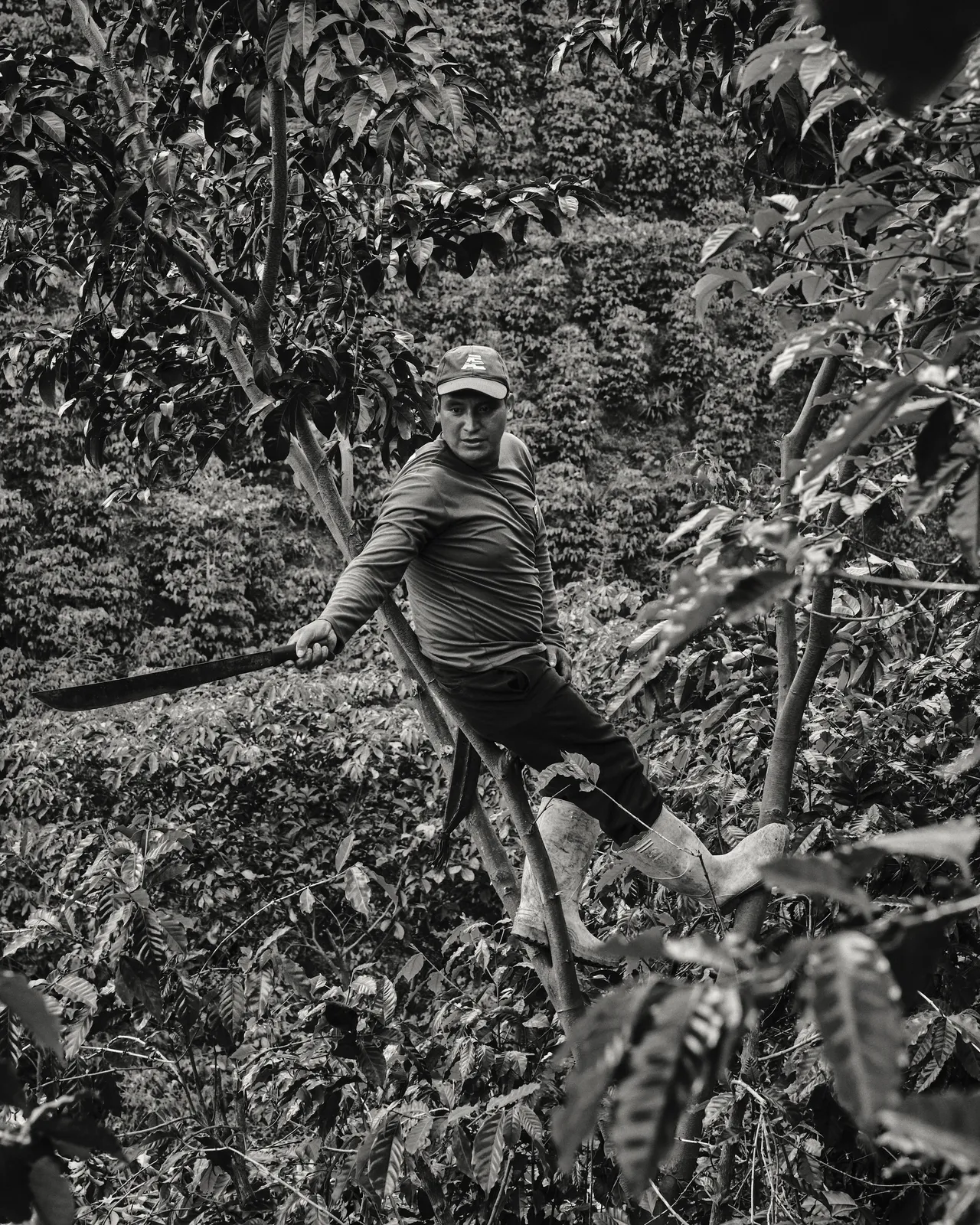 Coffee Republic — From Seed to Cup — frame 38
