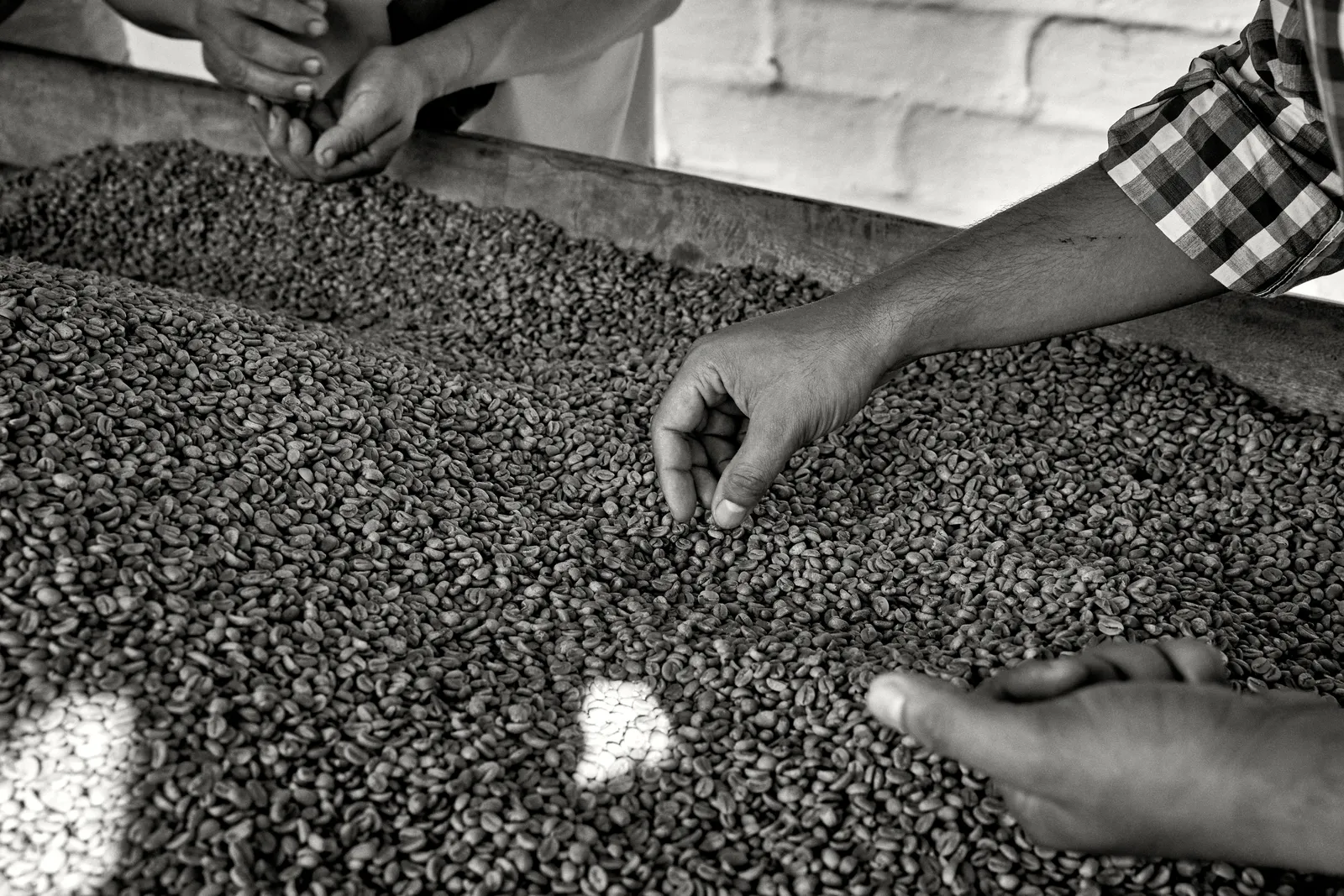 Coffee Republic — From Seed to Cup — frame 48